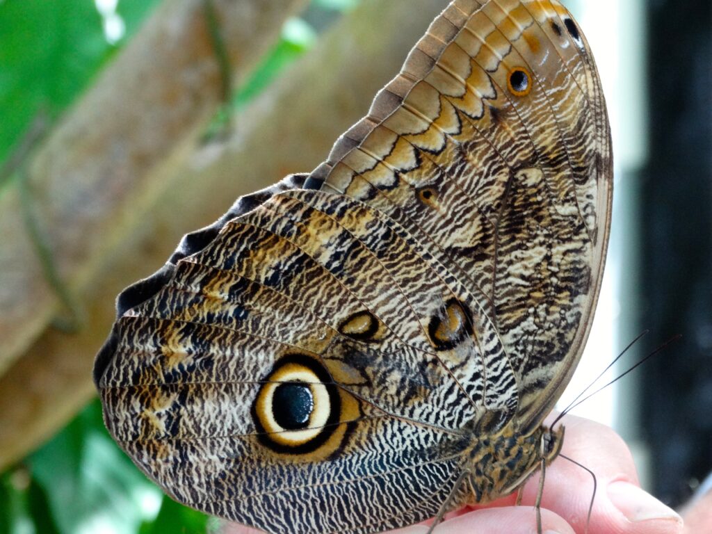 Blue Morpho butterfly resting on a woman's hand with its wings closed, revealing brown camouflage and large owl-like eyespots.