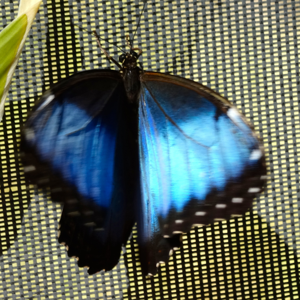 Blue Morpho butterfly with iridescent blue wings displaying shifting shades of sapphire and teal.